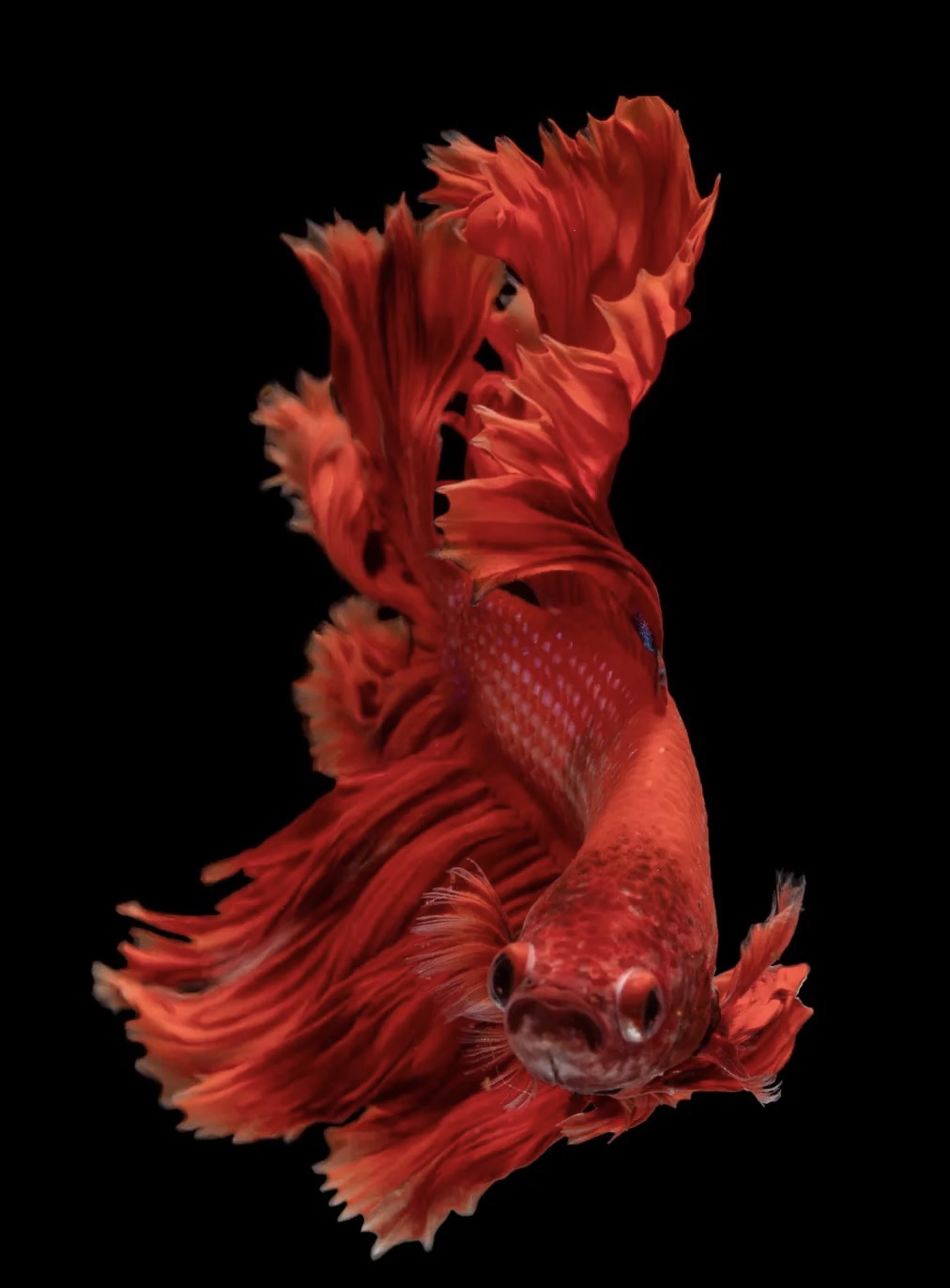 A7（145-168）泰国斗鱼小型热带观赏鱼耐活好养（直播间选鱼）