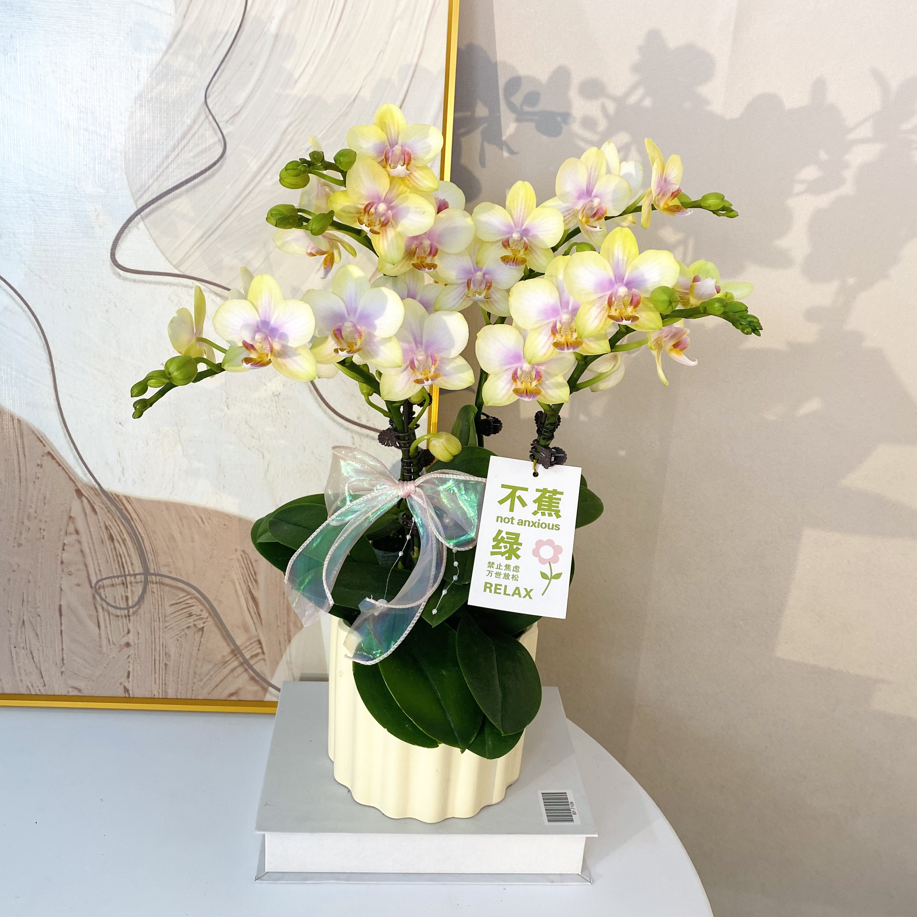 蝴蝶兰《祥云》稀有小众花色 不撞款 苗情优质叶片碧绿 基地直发