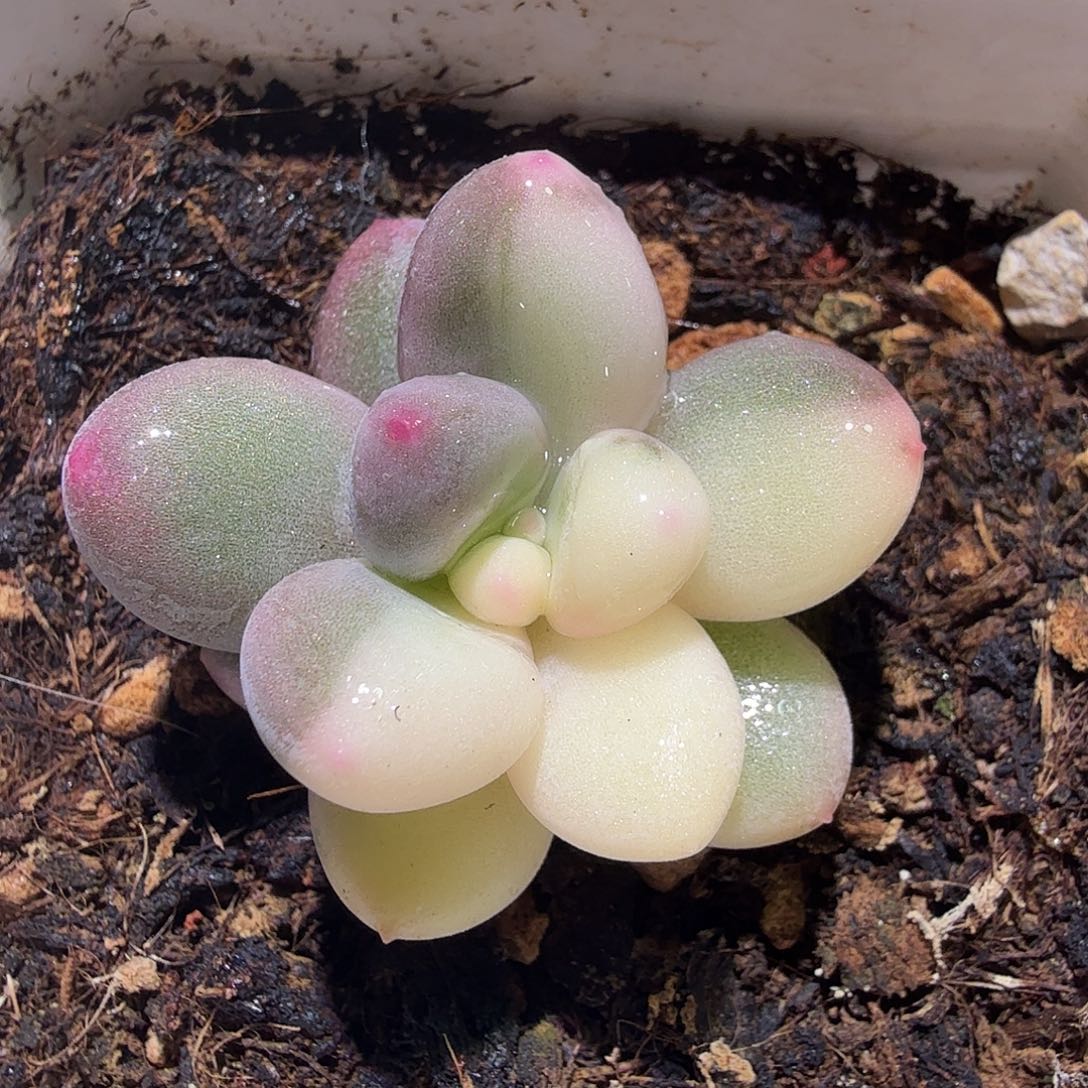 奶酪锦，多肉植物