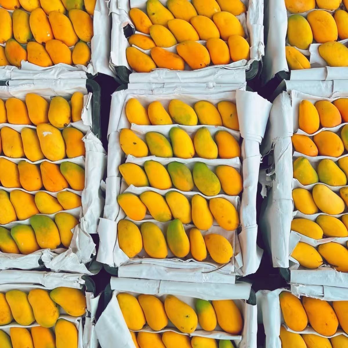 海南小台农芒果水果整箱小台芒产地直发当季新鲜小芒果非贵妃金煌