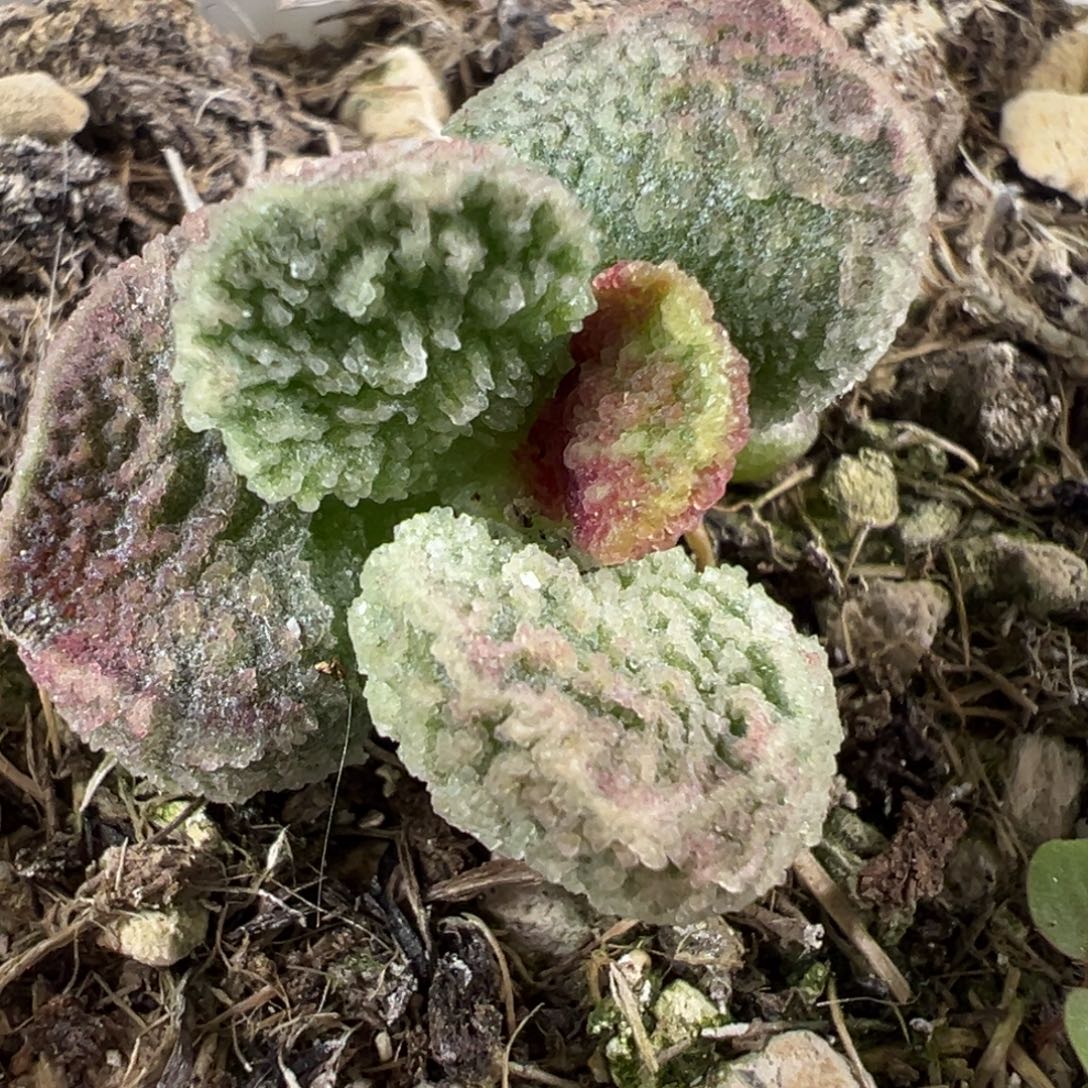 福利款实生新品多肉植物水泡
