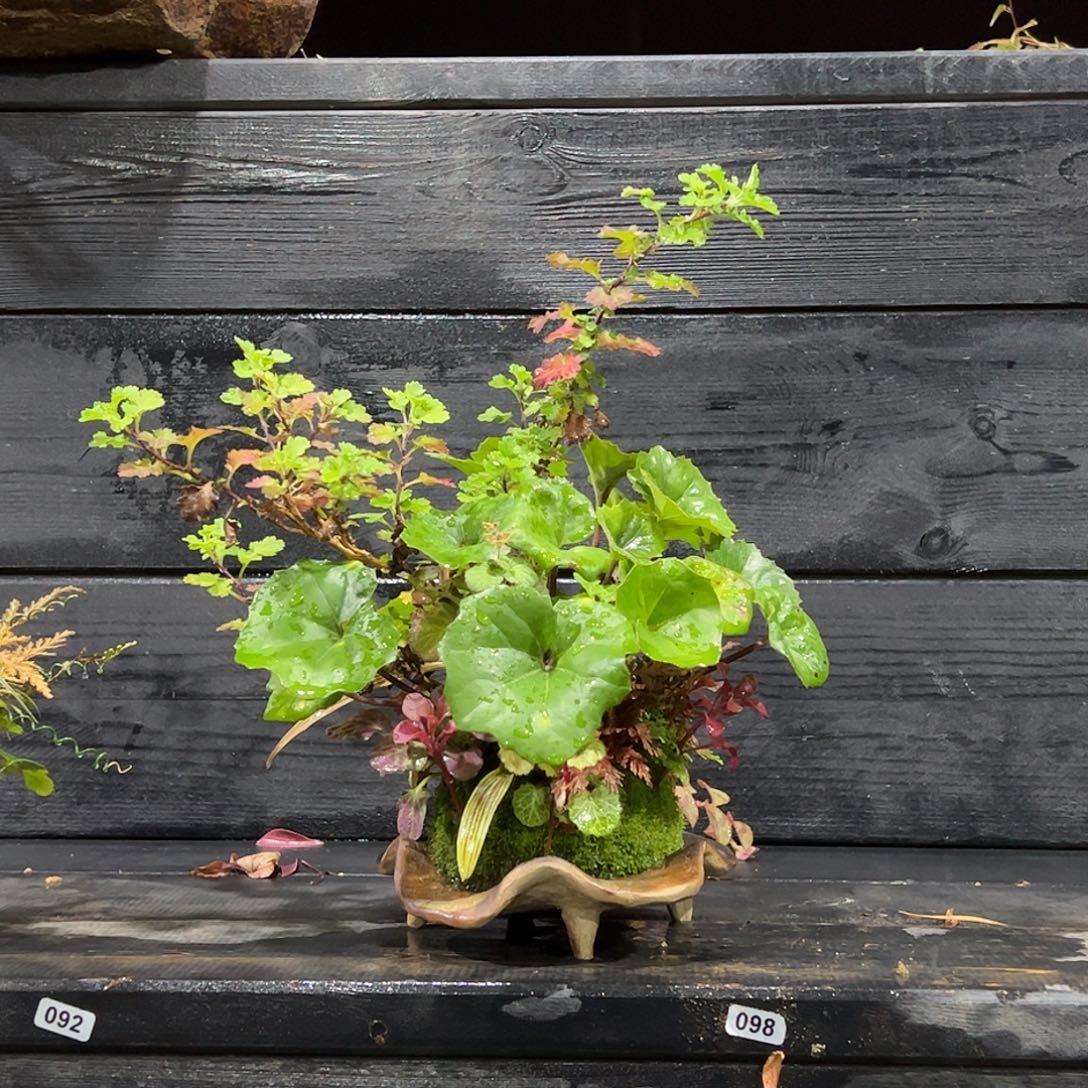 无花朵日本山野草