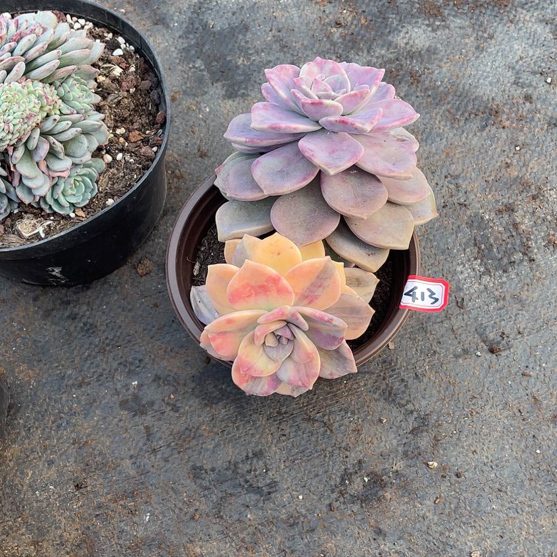 413淡雪锦一物一拍多肉