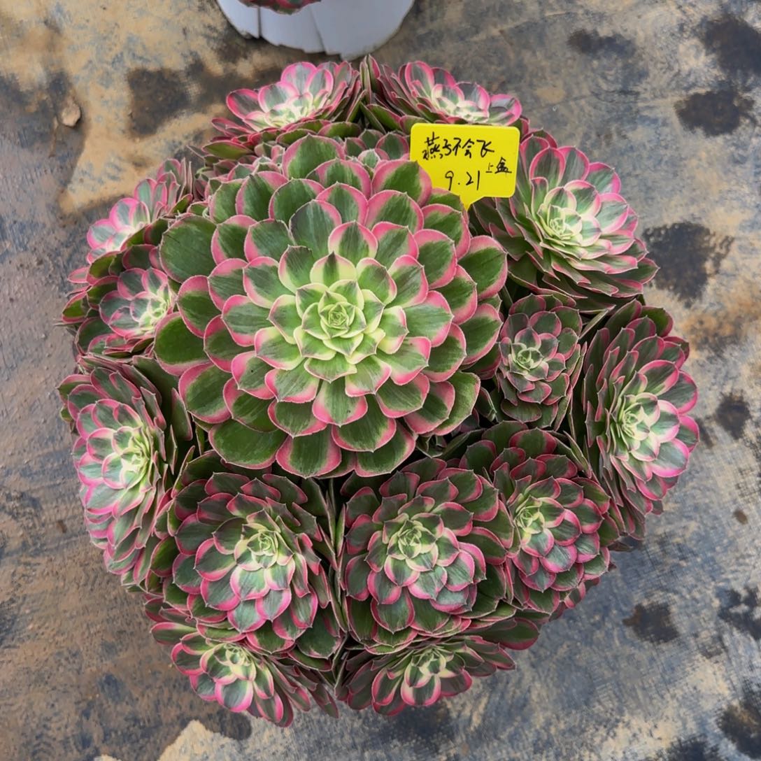 孔雀翎88888888888