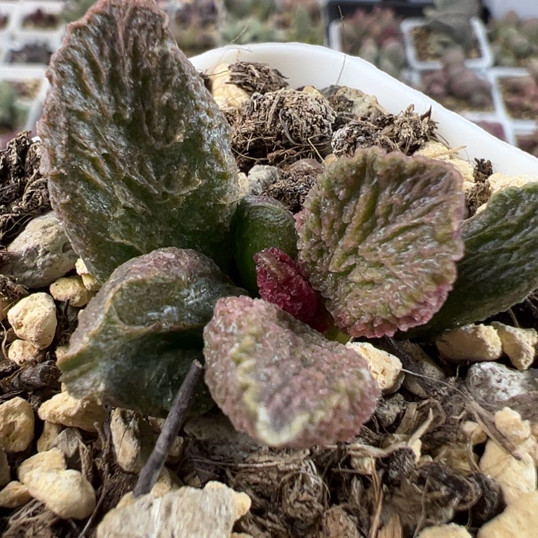 大鱼海棠带倒刺多肉植物水泡