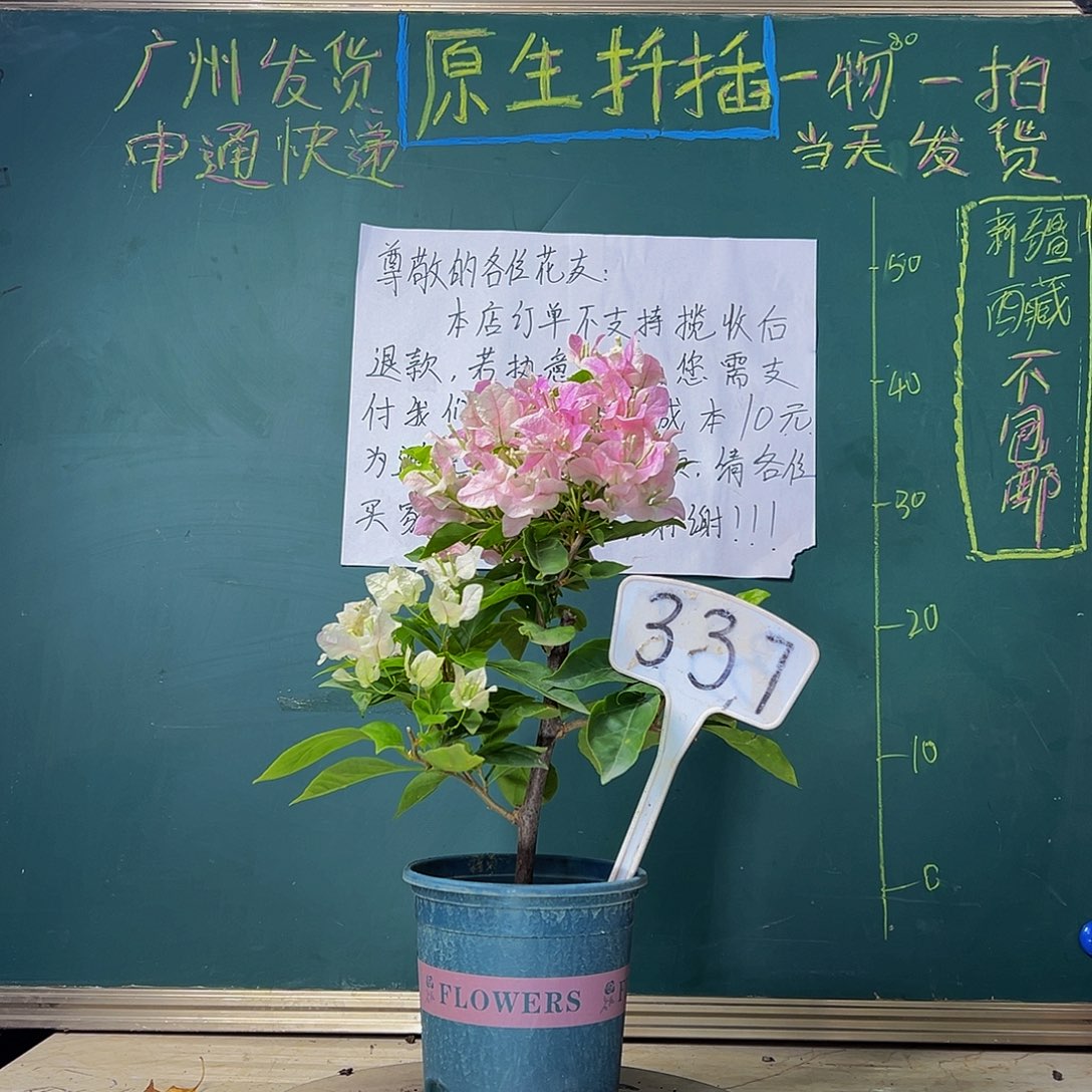 当前无花栽培后可以开花 广红樱  337