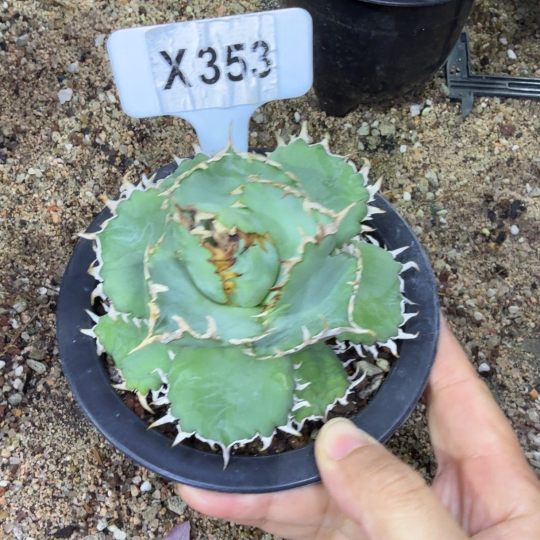 ****福利蕾丝一颗脱土发