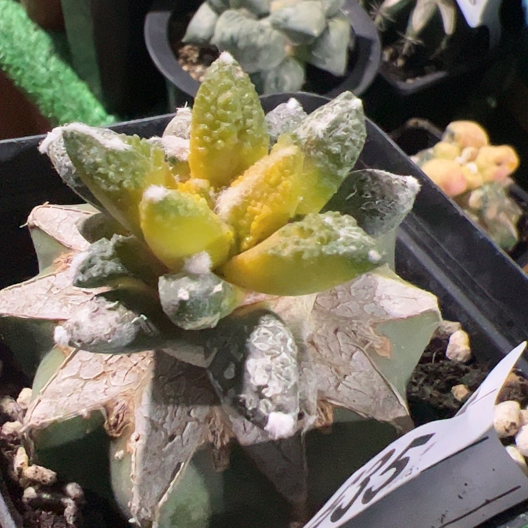 勃氏牡丹锦仙人球635