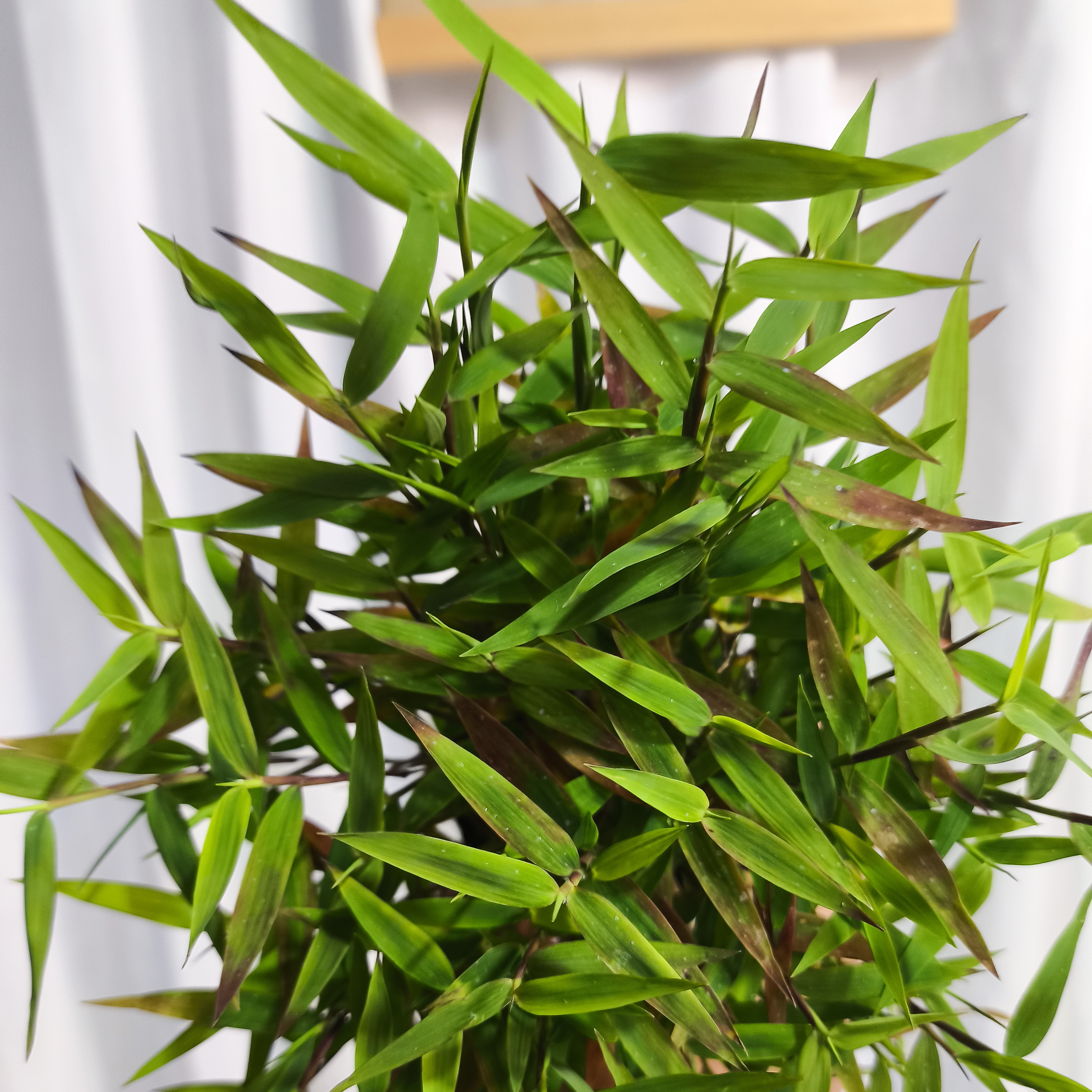 南国风竹盆栽花卉适合客厅办公室的室内驱蚊绿植绿植桌面盆栽禅意