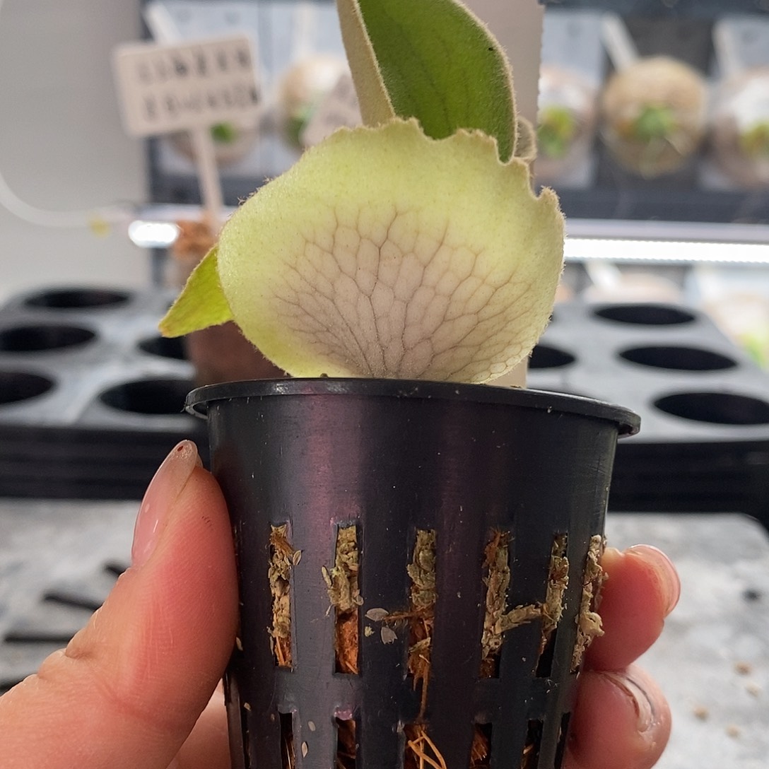 无花朵奥银鹿角蕨