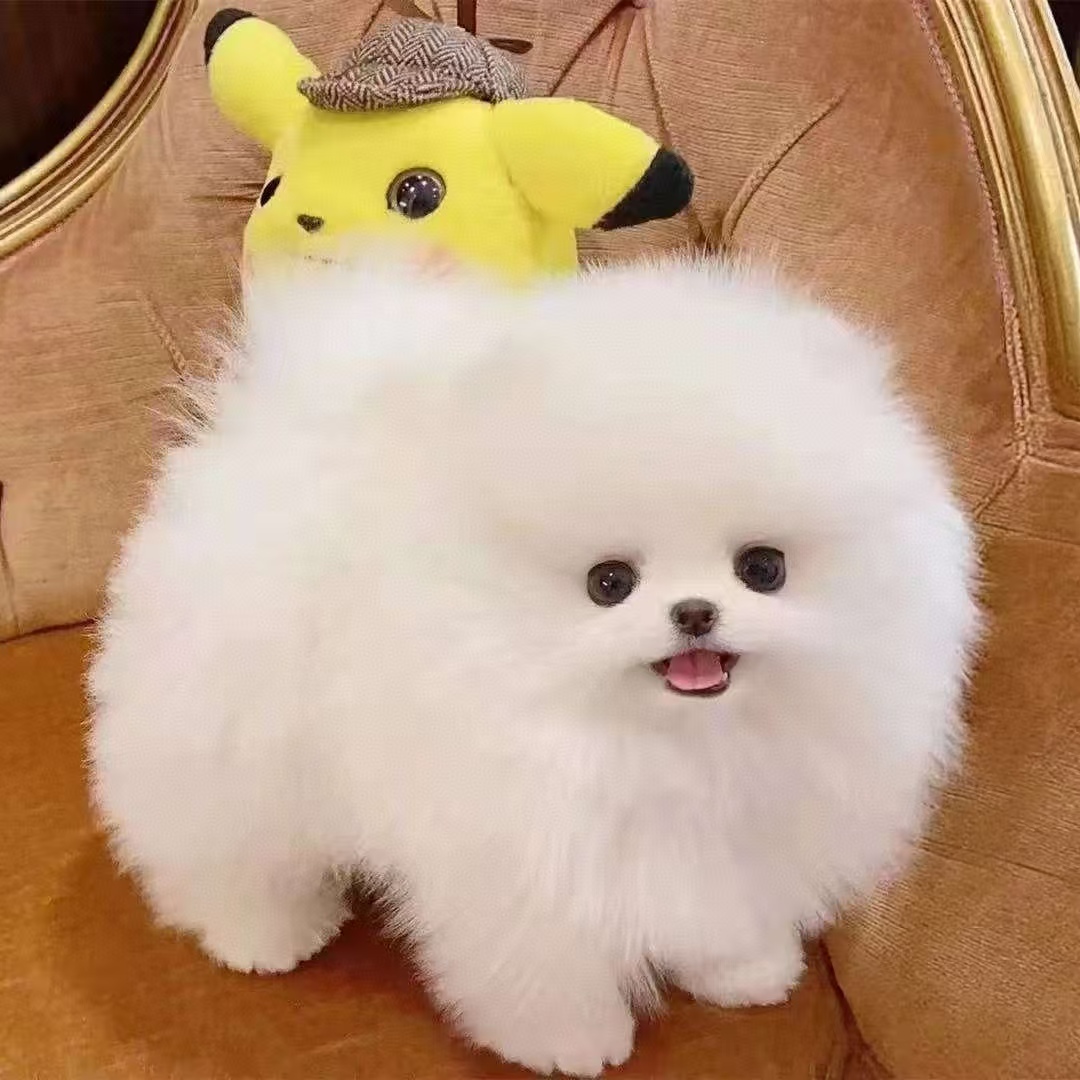 甜柚家呆萌可爱博美犬