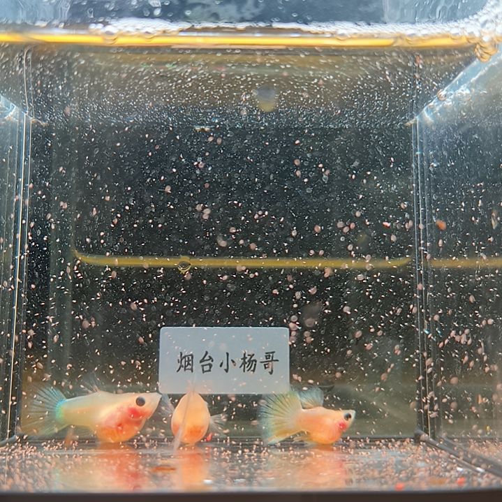 孔雀鱼幻彩茶壶球2母1公