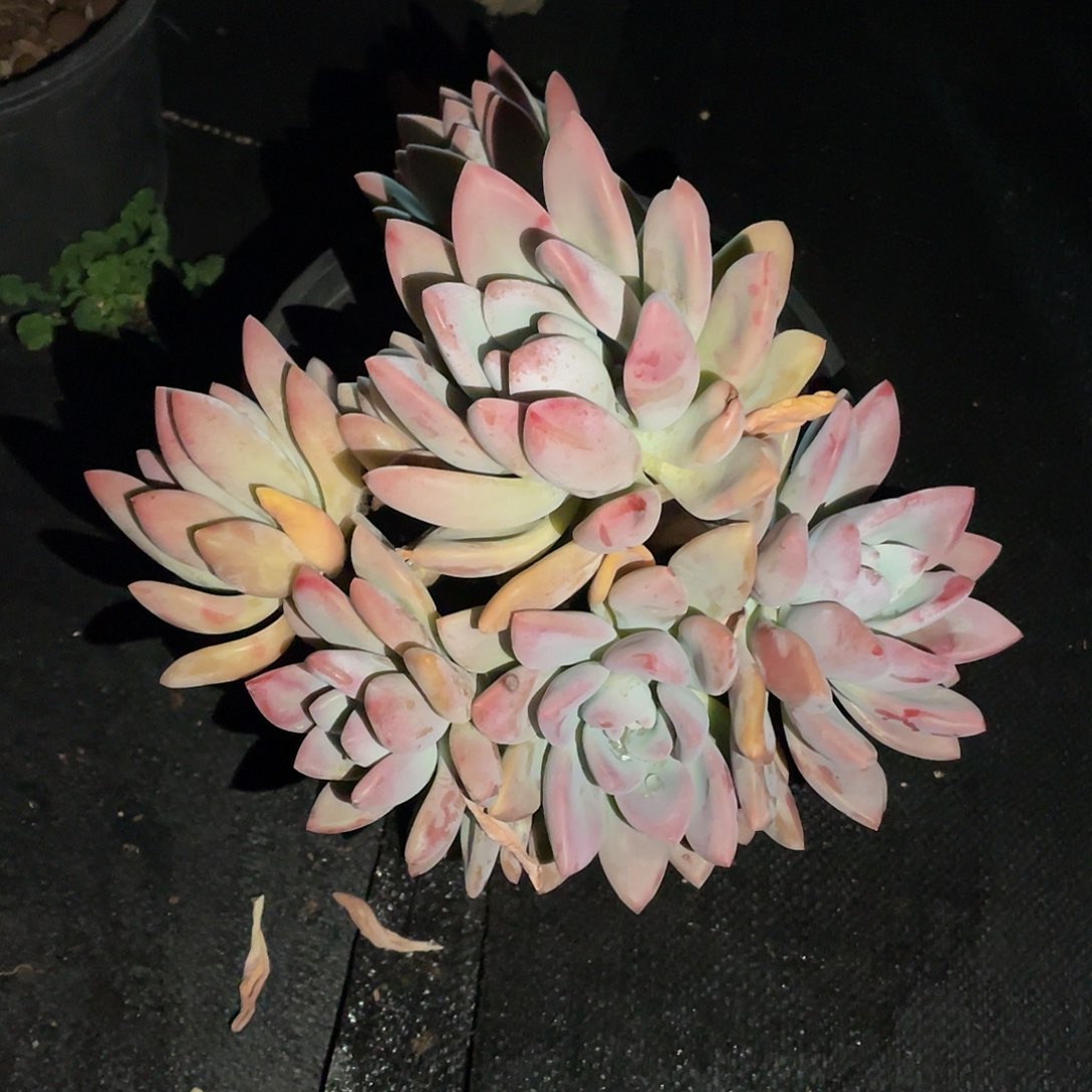 大奥普0000000000005