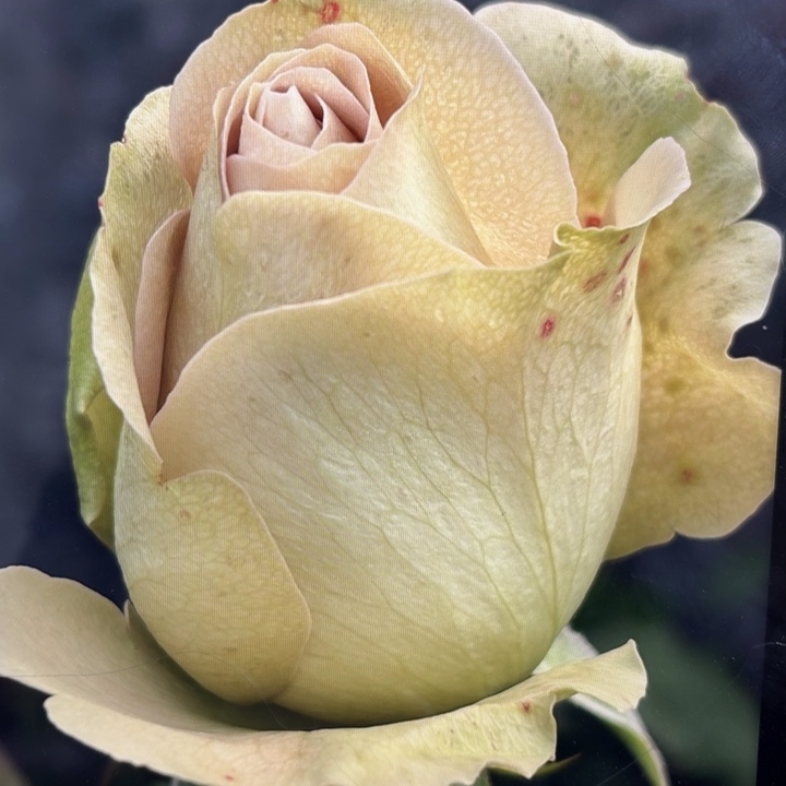 无花朵圣母院小苗秒杀