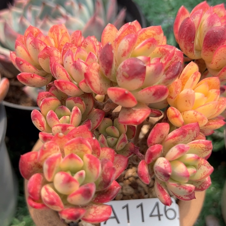 幸运的是我的朋友们都