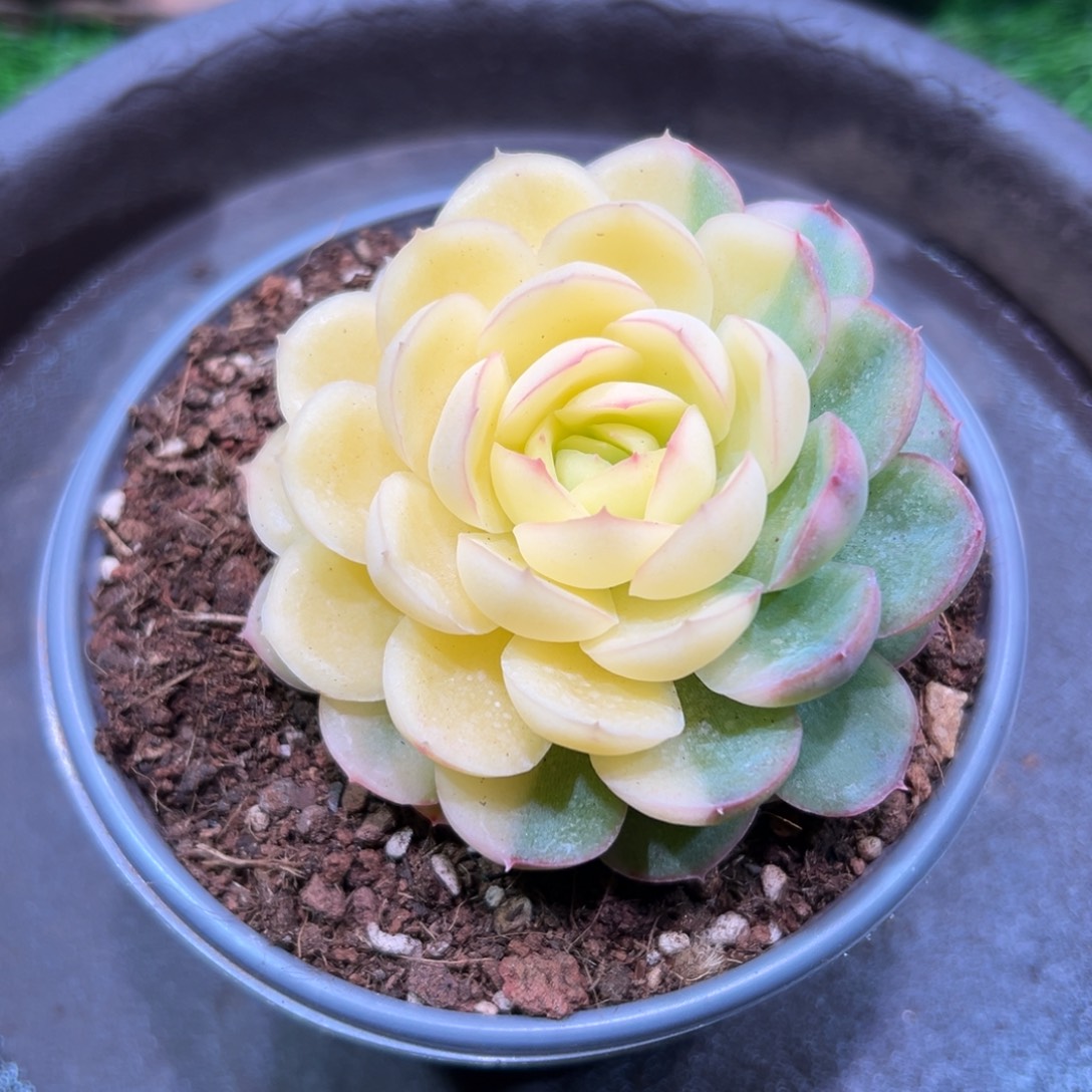 草莓冰锦，一物一拍。  