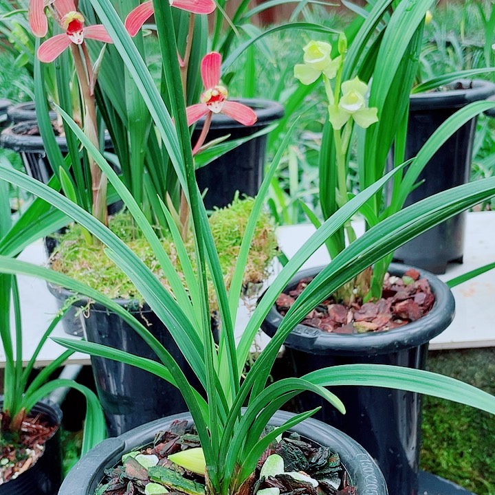 用***4完全开放一物一漂亮