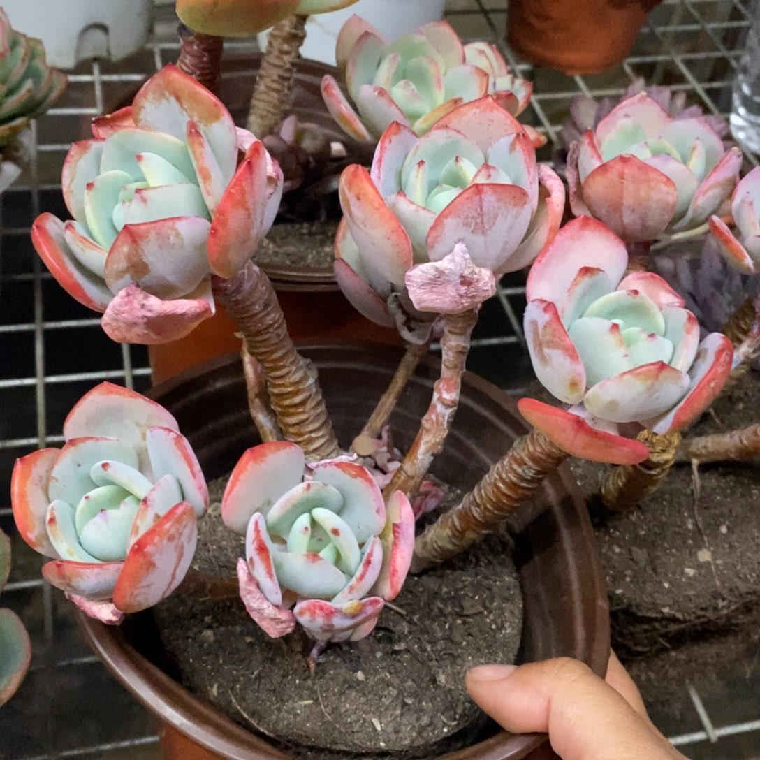 白月光五头起发，160杯