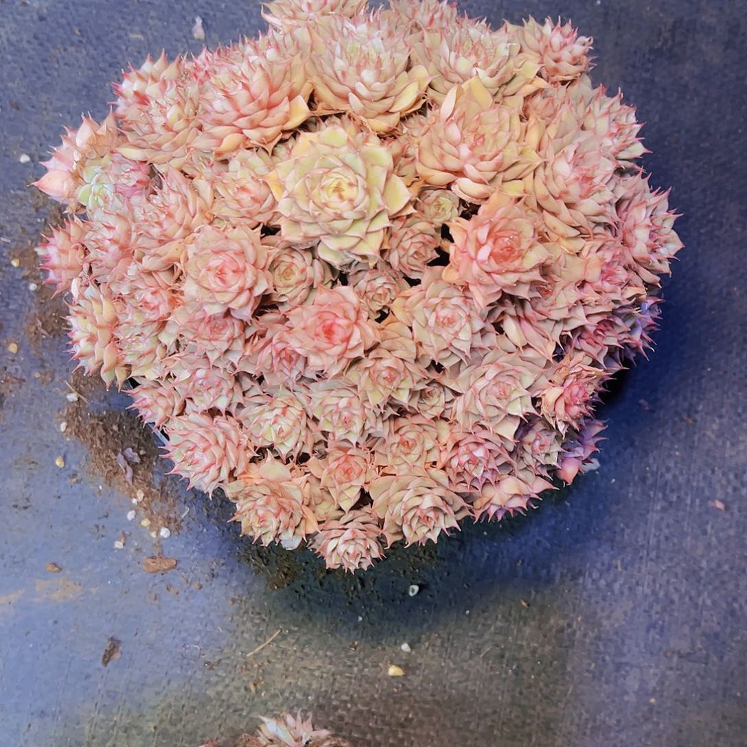 闪购笨吧1棵70。      