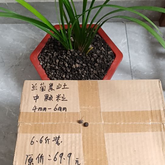 骑***星兰菌黑山土中颗粒6.6斤