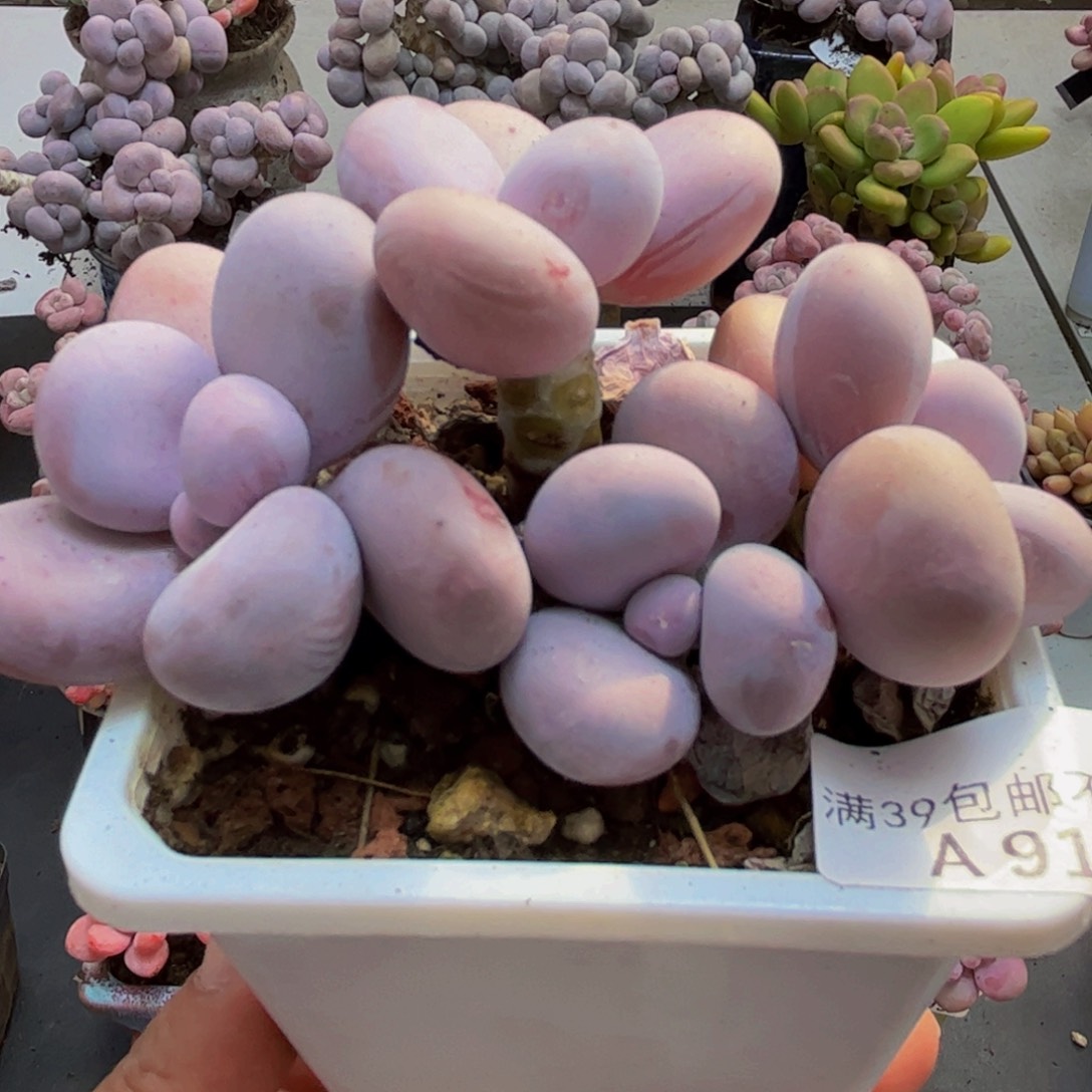 910水光针8cm多肉植物