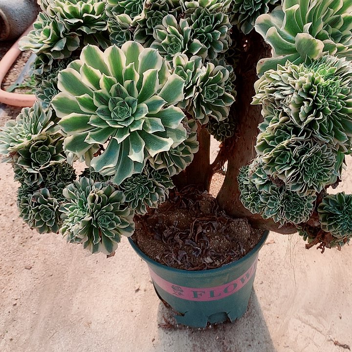 绿豆沙朵朵脱土发货啊