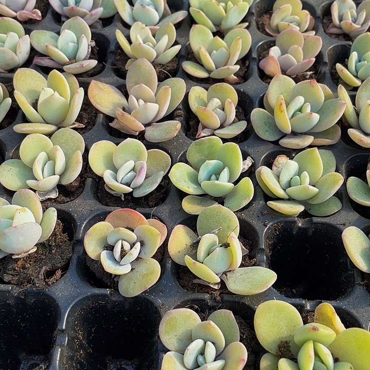 小奶茶1元带土发货