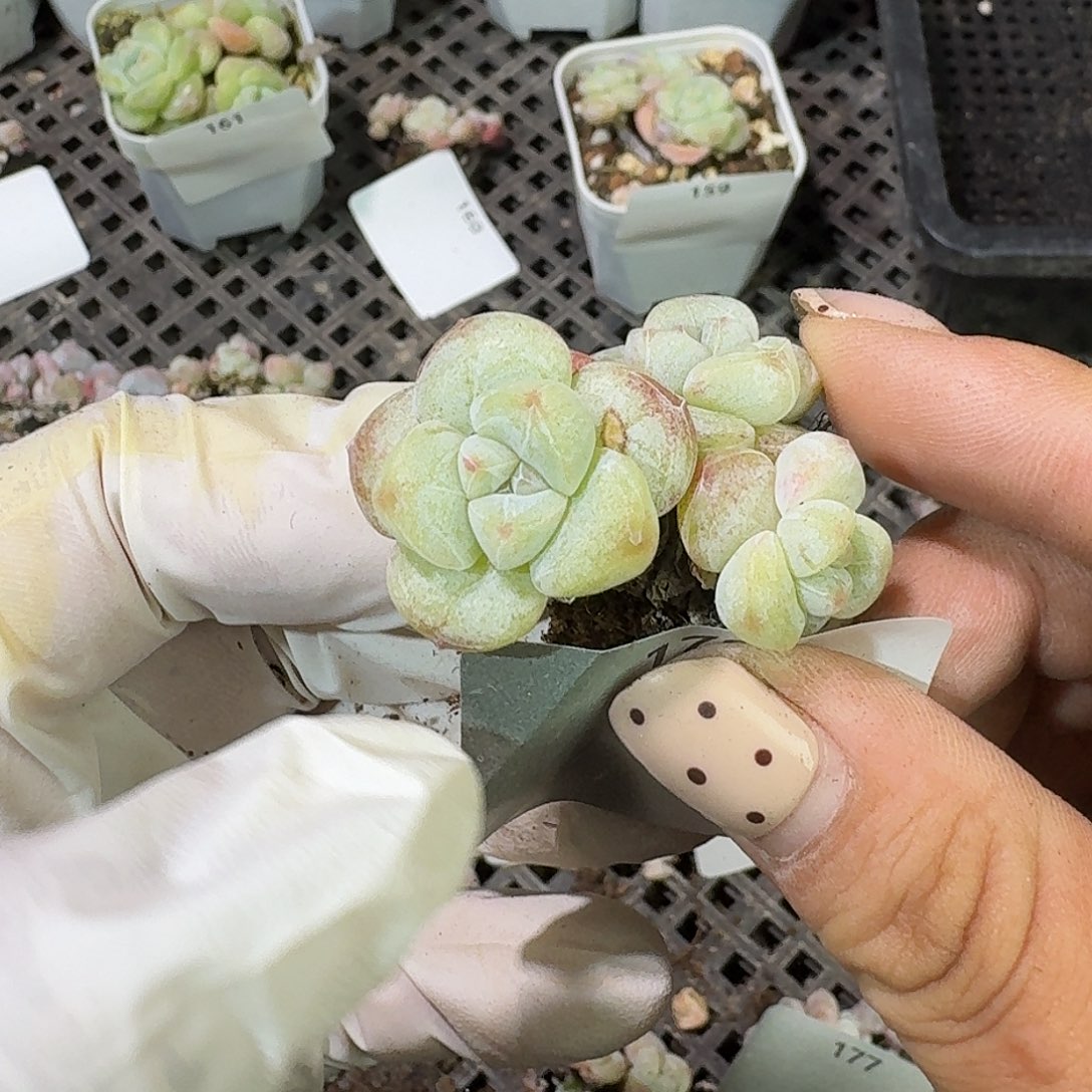 ╰***姐179 号到手1框～一物一拍