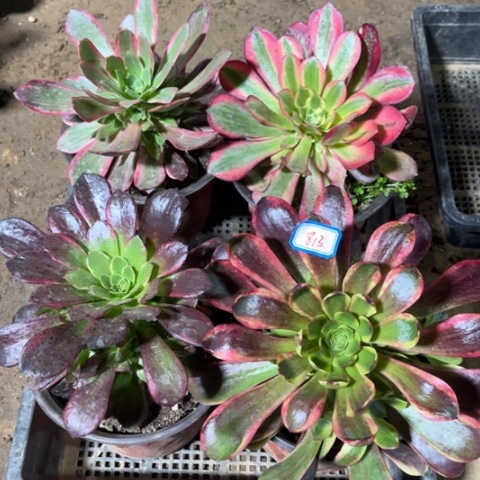 813多肉植物组合