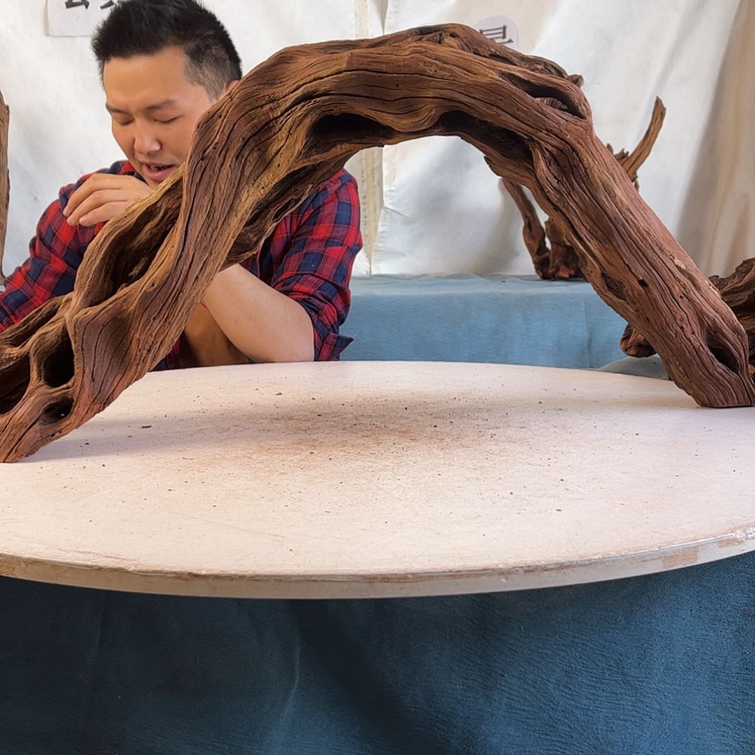 沉木造景爬宠造景