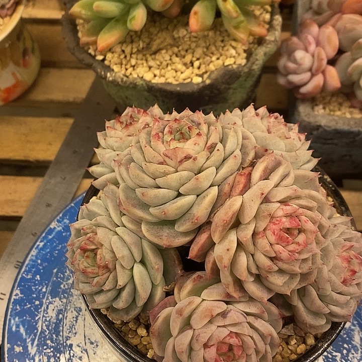 多肉植物肉肉植物