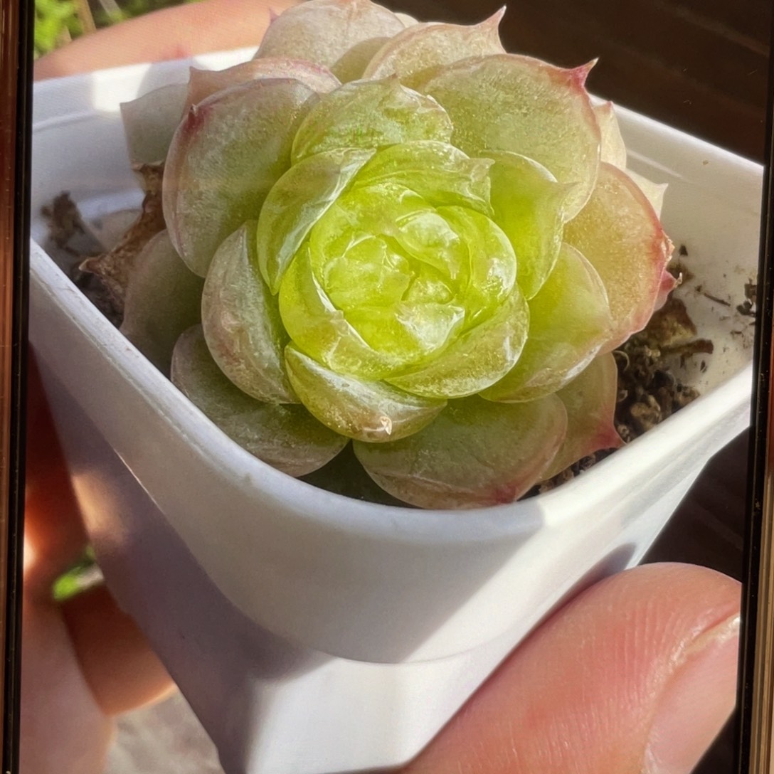 皱白吉20粒，冰透款