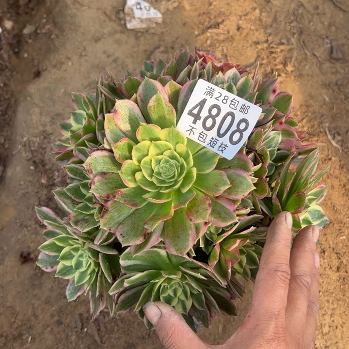 海王多肉植物法师的4808