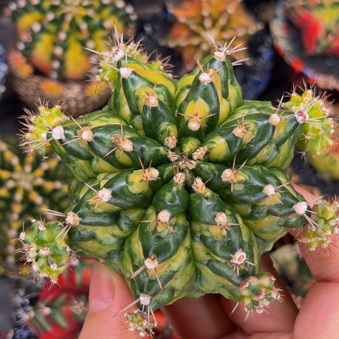 乌贼哥斯拉 侧芽可出 米哈仙人球