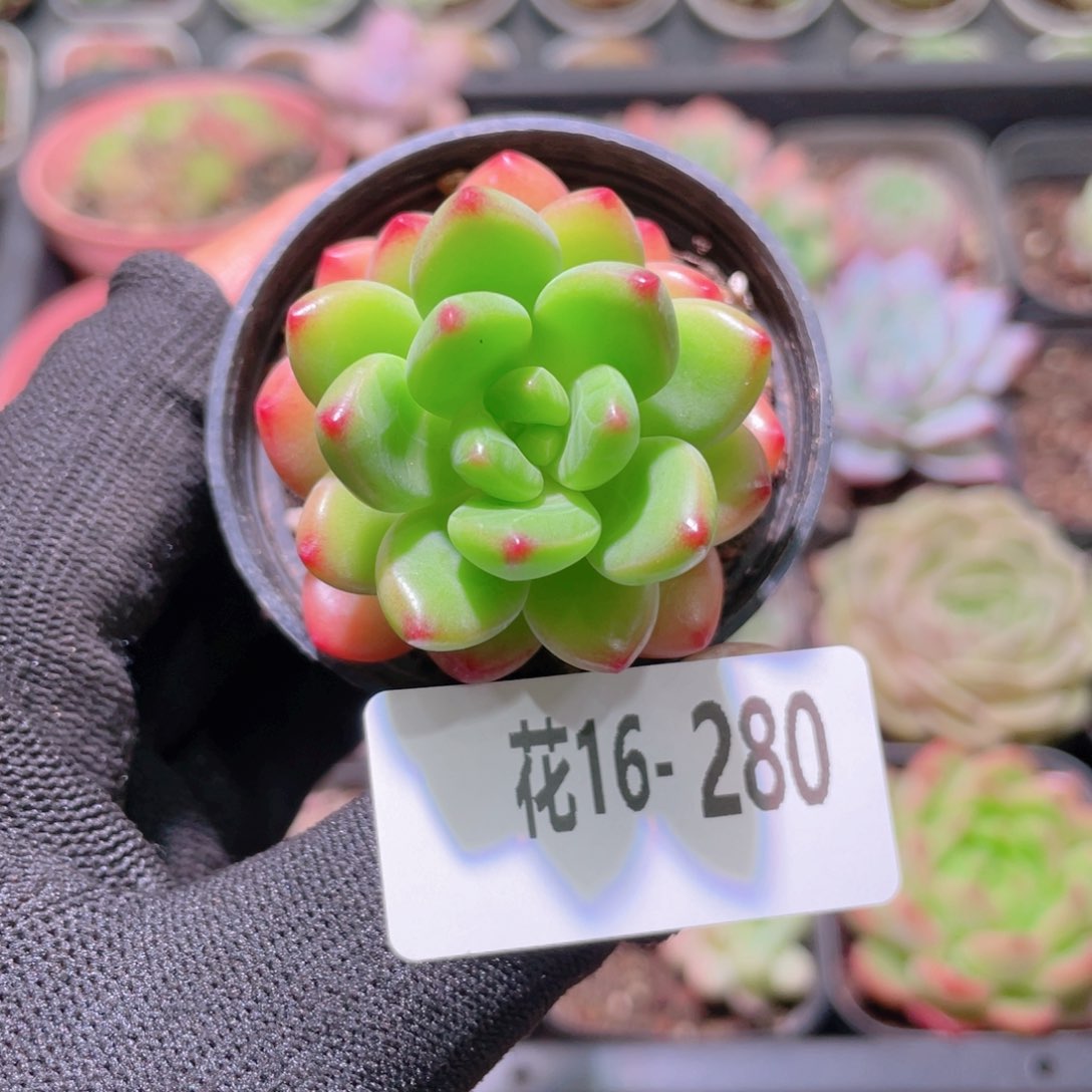 花利美16-280香格里拉