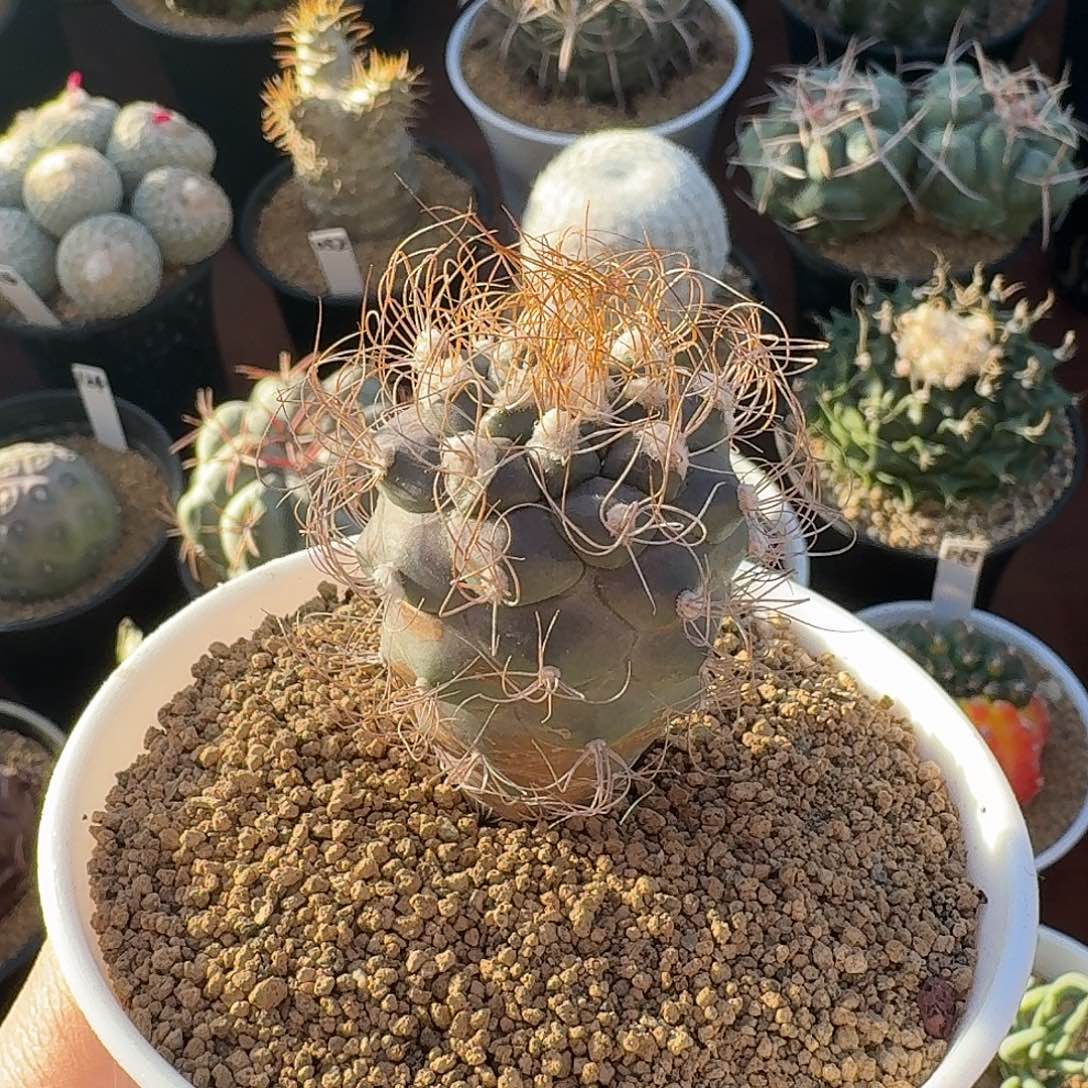 草刺娇丽仙人球1264