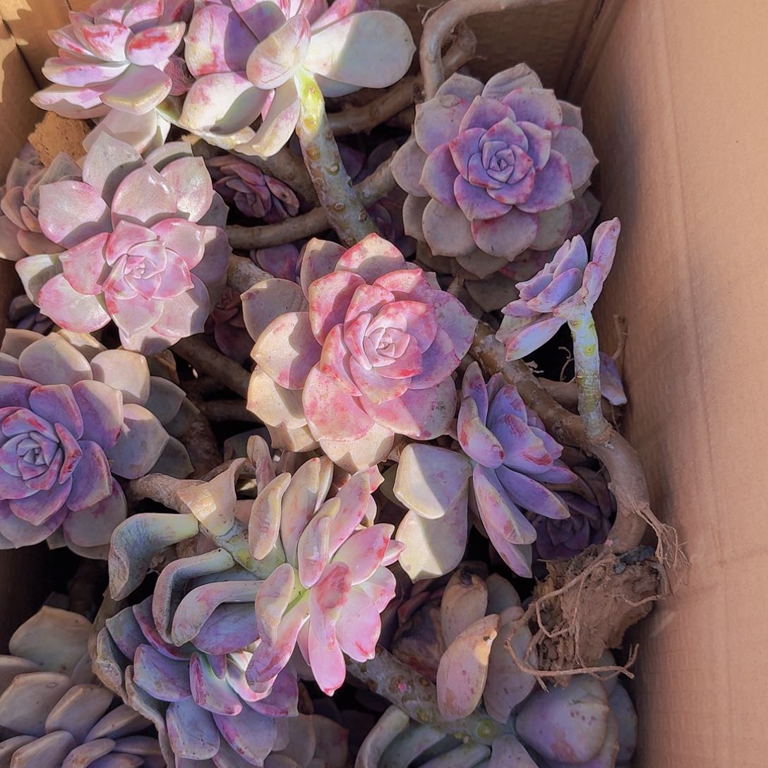 箱拍紫乐大号箱装，有断枝，看好再拍