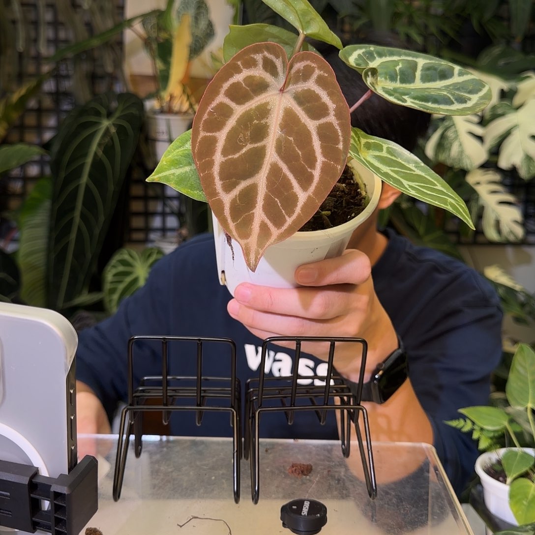 完全开放H03 粉柠檬红铜