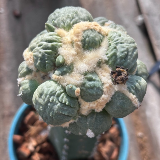 园艺仙人球/牡丹/蛋尤怒/b15