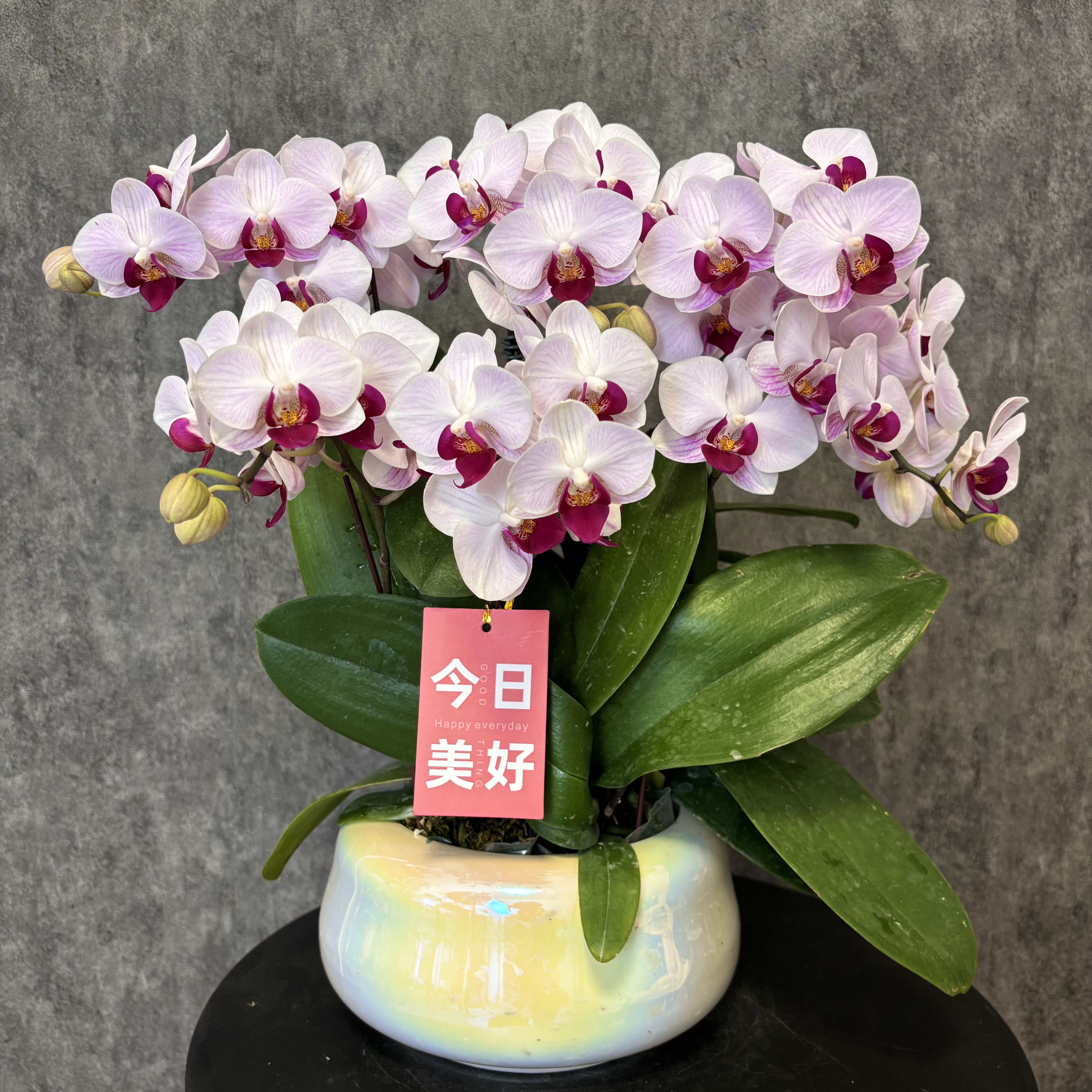 【貂蝉-蝴蝶兰】高端鲜花 定制款 易养花期长 送礼 家居摆件