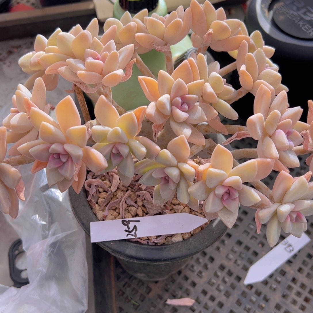 香玉的故事是一个人