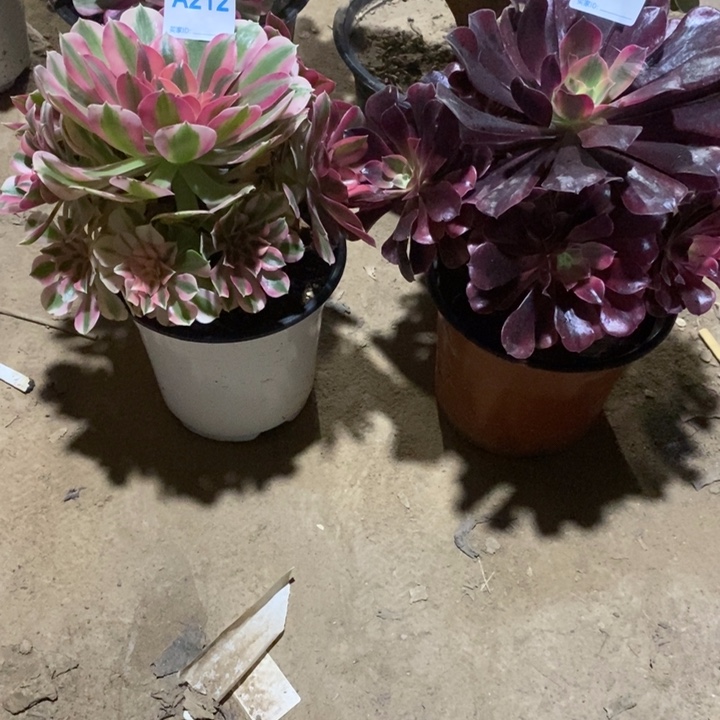 静***两个212213。               