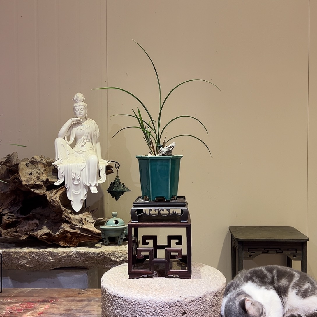 大部分花苞少量开放墨玉