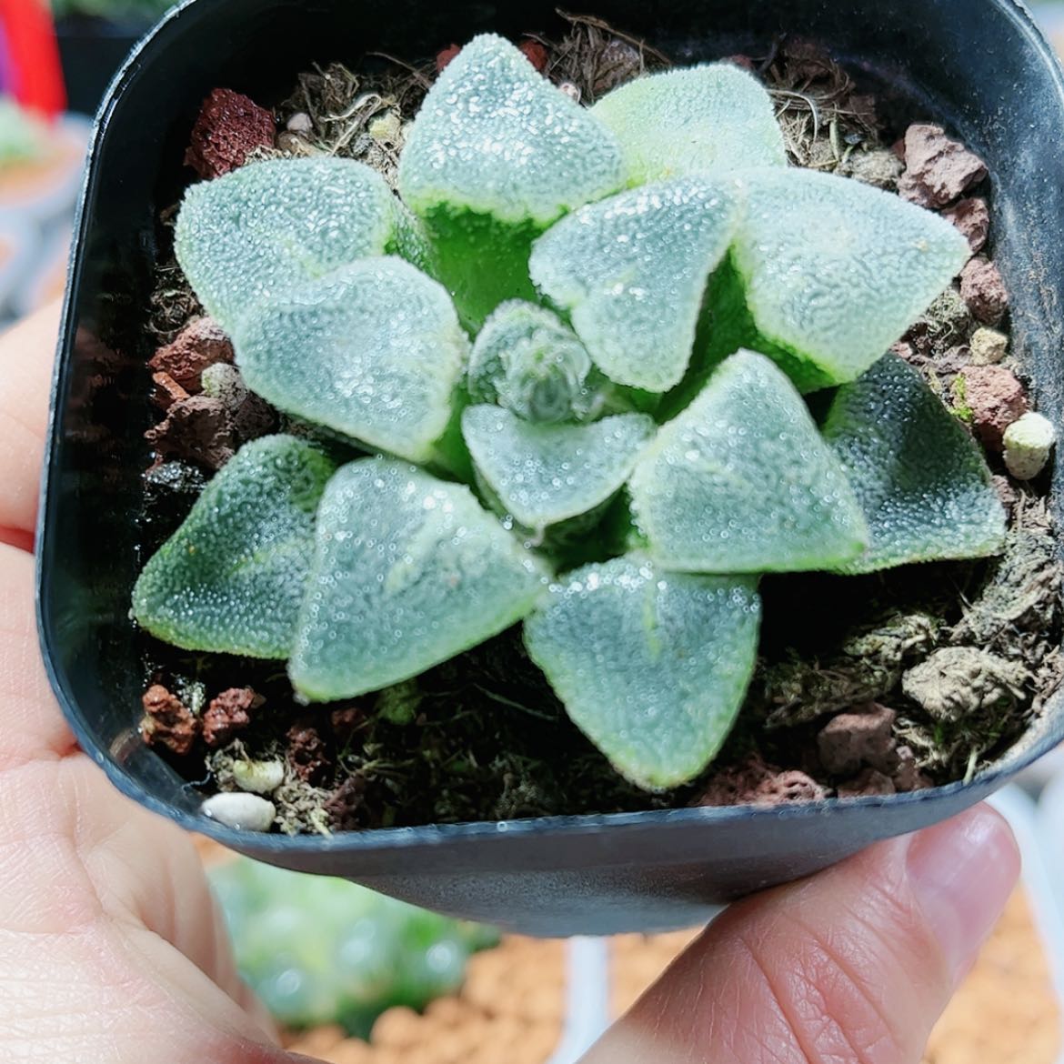 【闪购商品】冰钻寿