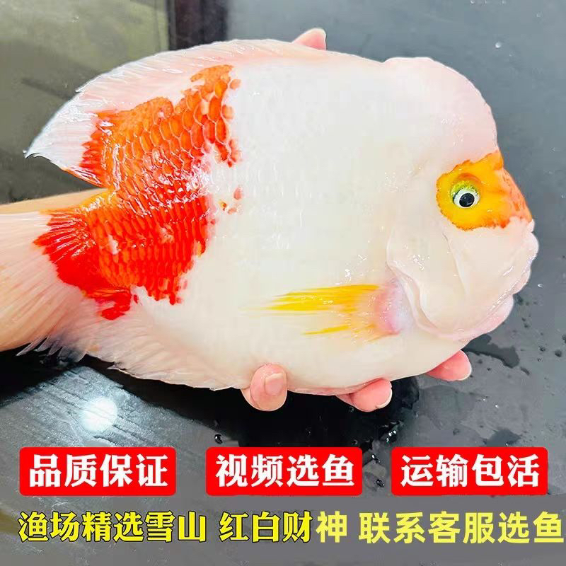 红白财神鹦鹉鱼活体起头热带淡水观赏鱼好养耐活招财