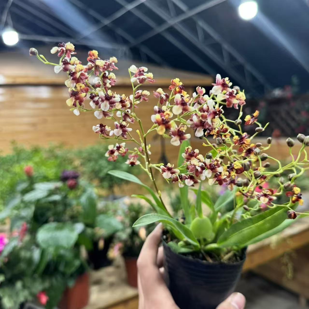 【李先生】梦香兰（彩色4-7支剑）盆栽室内阳台客厅桌面好养植物