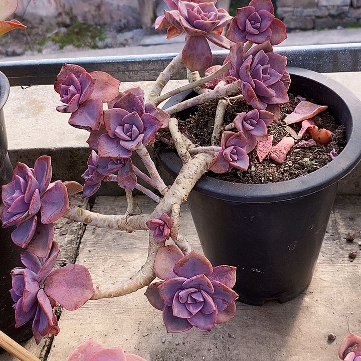 彩虹糖整无砍多肉