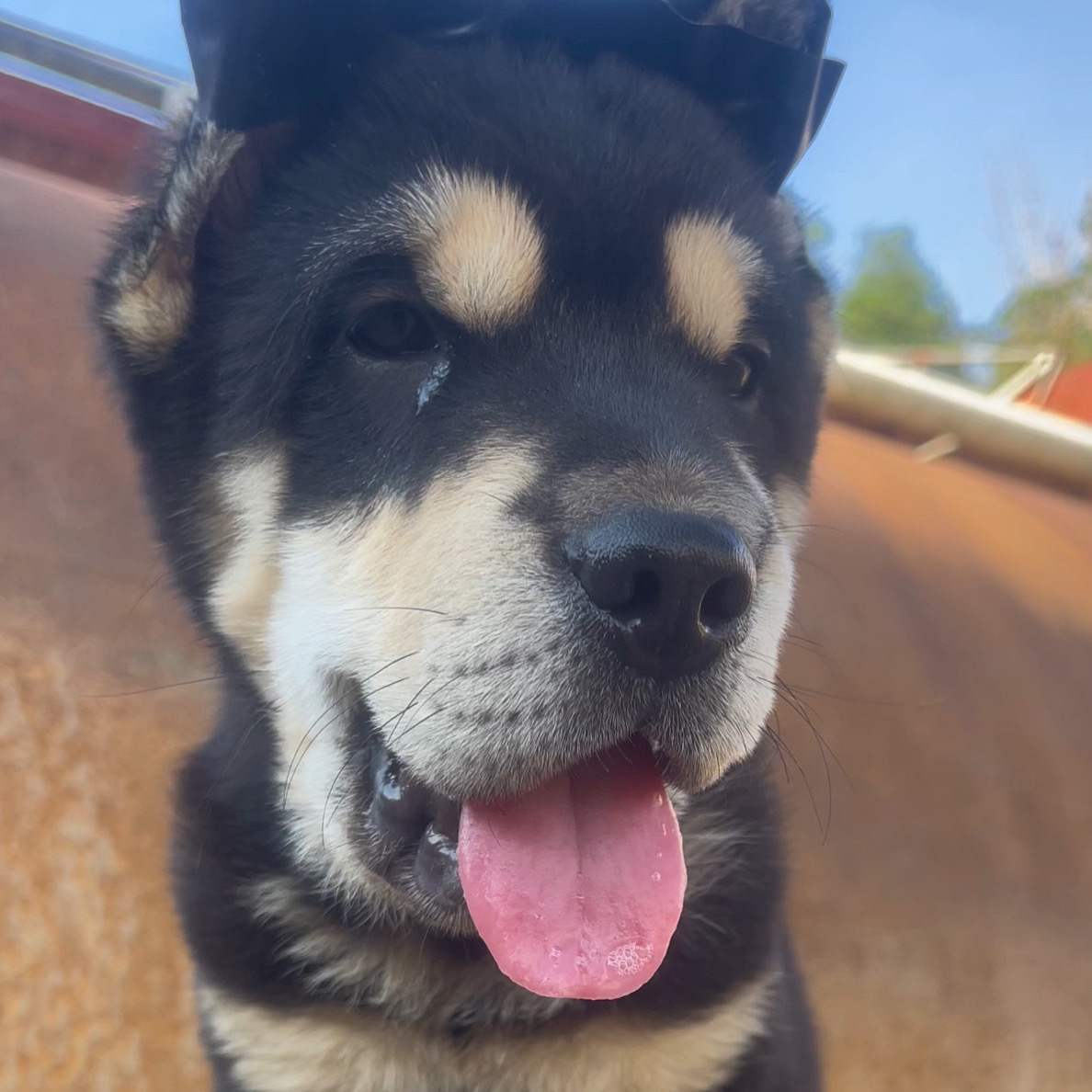 老祖宗严选中华田园犬幼犬活体