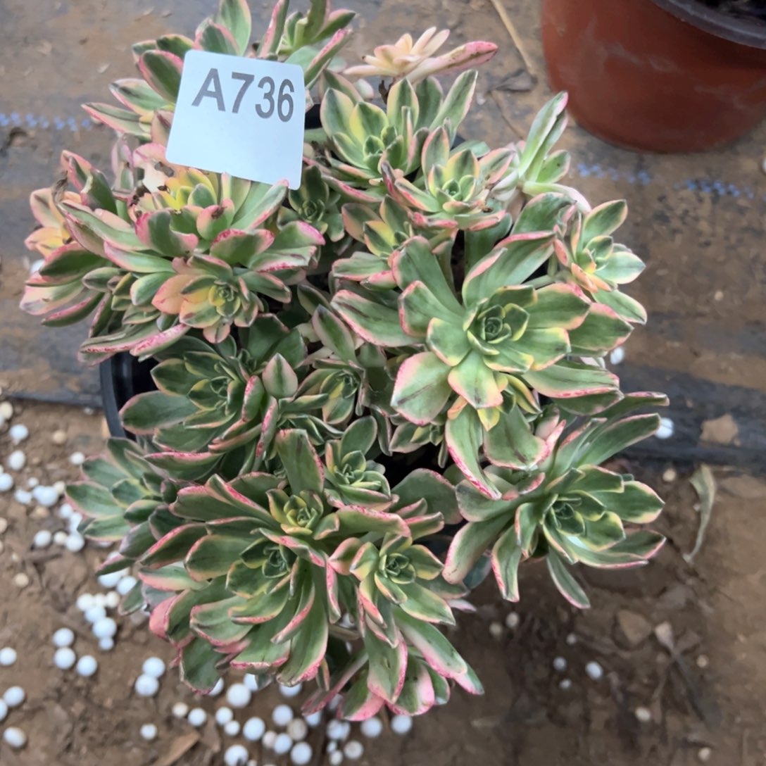 736号甜茶多肉植物
