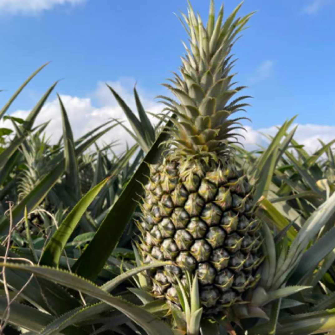 【满叶优选】广东徐闻香水菠萝新鲜现摘非海南金钻凤梨整箱发包邮